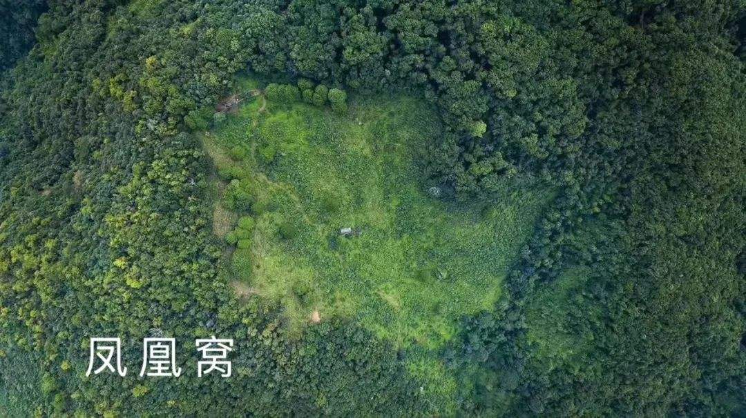 2022年鳳凰窩古樹春茶特點？