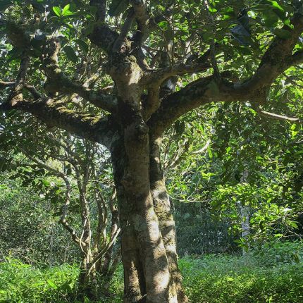 2022年鳳凰窩古樹(shù)春茶多少錢一公斤？