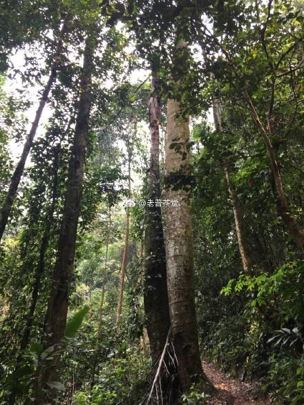 2022年刮風寨茶王樹古樹春茶特點？