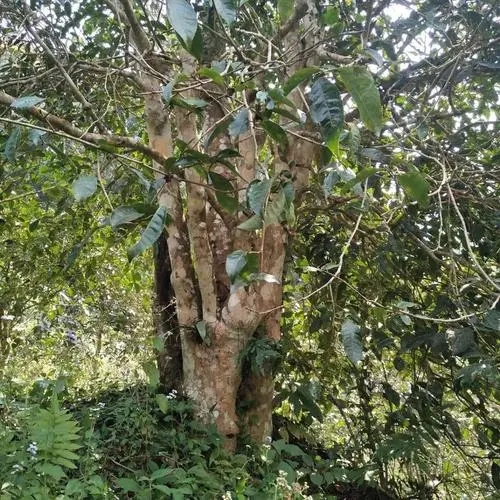 2022年刮風寨茶王樹古樹春茶價格？