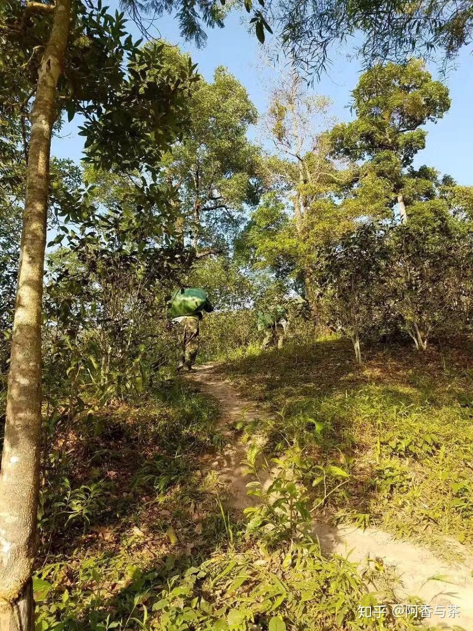 2022年刮風(fēng)寨茶王樹古樹茶多少錢一公斤？