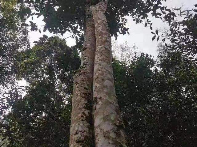 2022年冷水河古樹春茶口感？