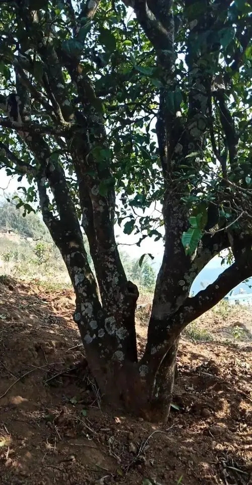 2022年冷水河古樹春茶多少錢一公斤？