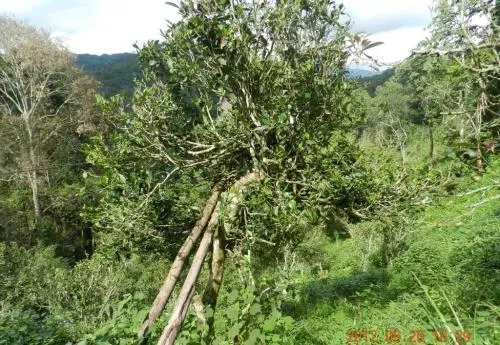 2022白沙河古樹春茶特點？