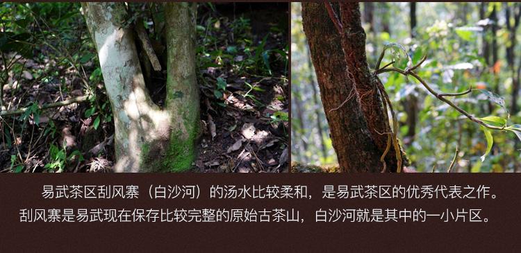 2022年白沙河古樹春茶口感？