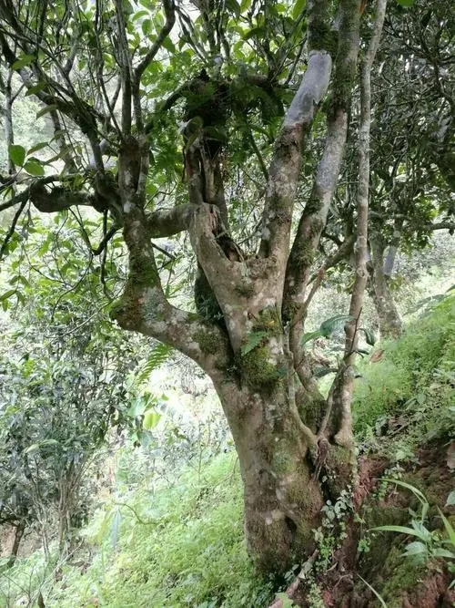 2022年黑水梁子古樹春茶特點？