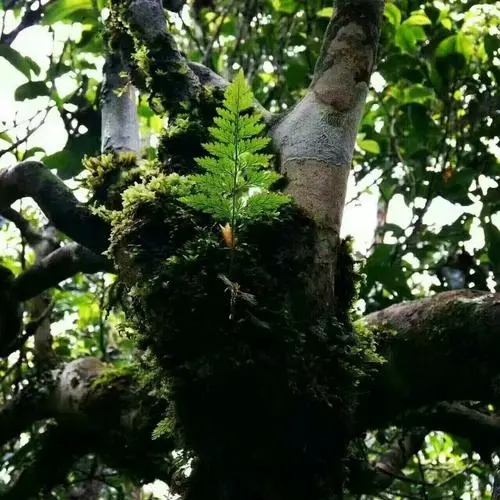 2022年黑水梁子古樹春茶價(jià)格？