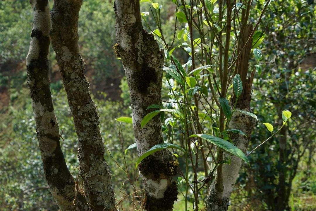 2022年黑水梁子——與你一起，走進(jìn)茶馬古道的源頭