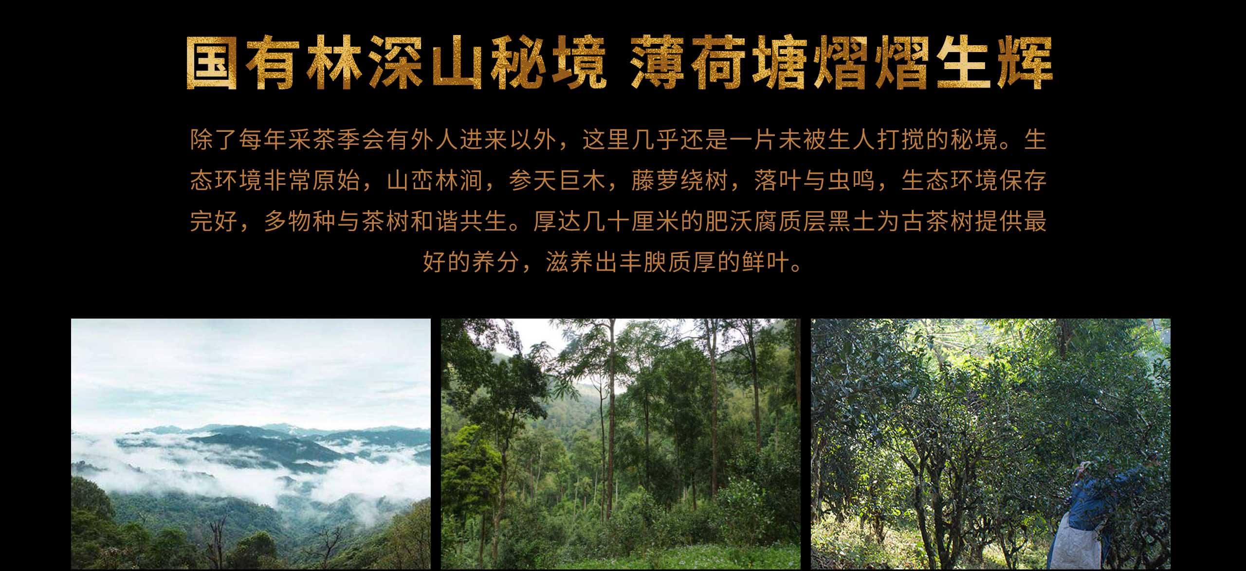 2022年薄荷塘古樹春茶特點(diǎn)？