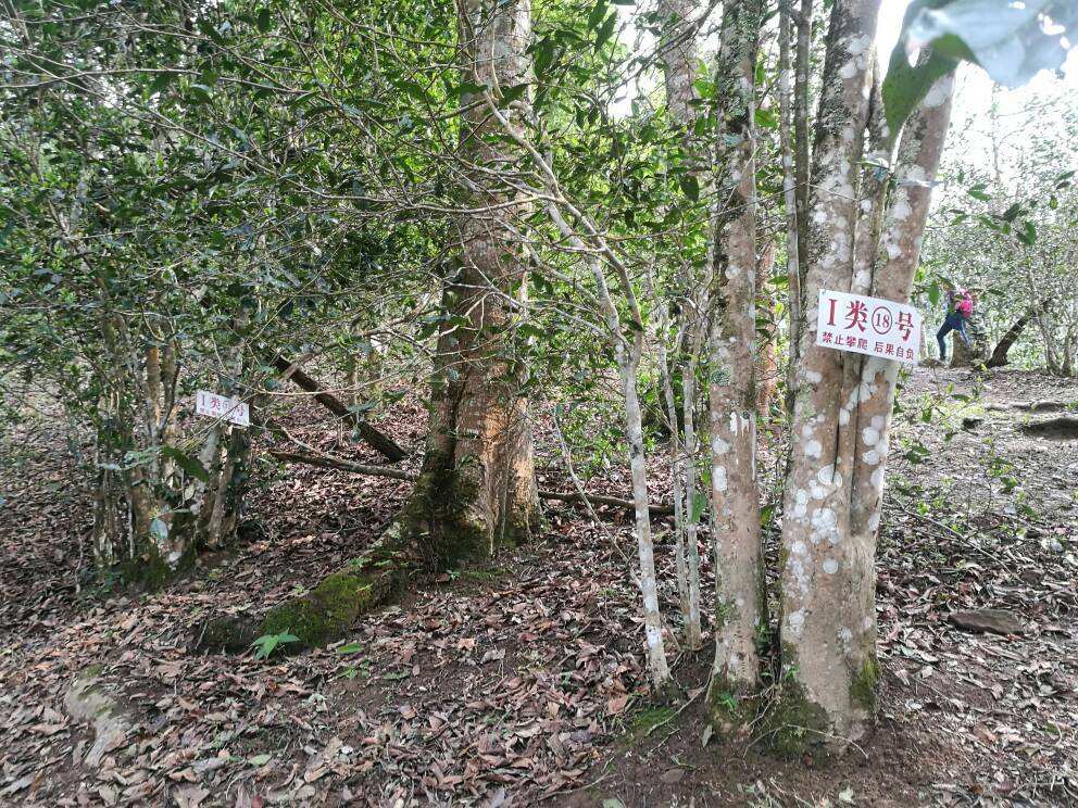 2022年薄荷塘古樹春茶口感？