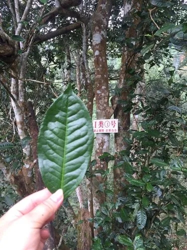 2022年薄荷塘古樹春茶價(jià)格?