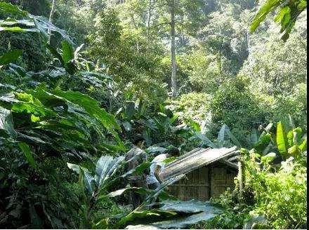 2022年薄荷塘古樹春茶多少錢一公斤？