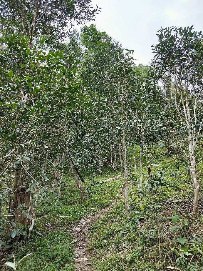 2022年多依樹(shù)古樹(shù)春茶特點(diǎn)？