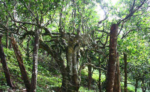 2022年多依樹古樹春茶口感？