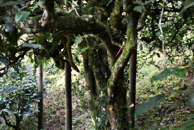 2022年多依樹古樹春茶多少錢一公斤？