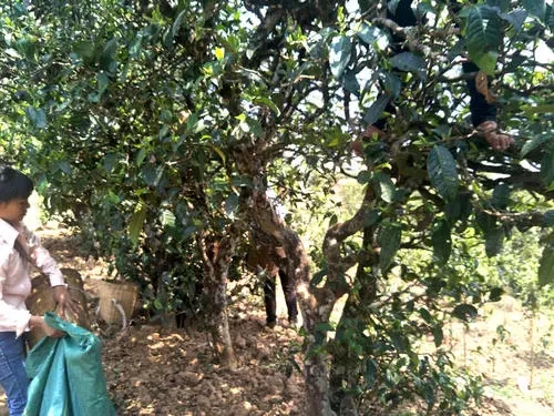 2022年易武張家灣古樹春茶特點？