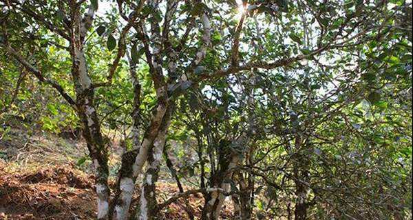 2022年易武張家灣古樹春茶口感？