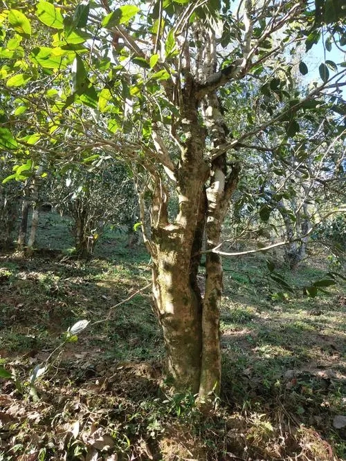 2022年易武張家灣古樹春茶多少錢一公斤？