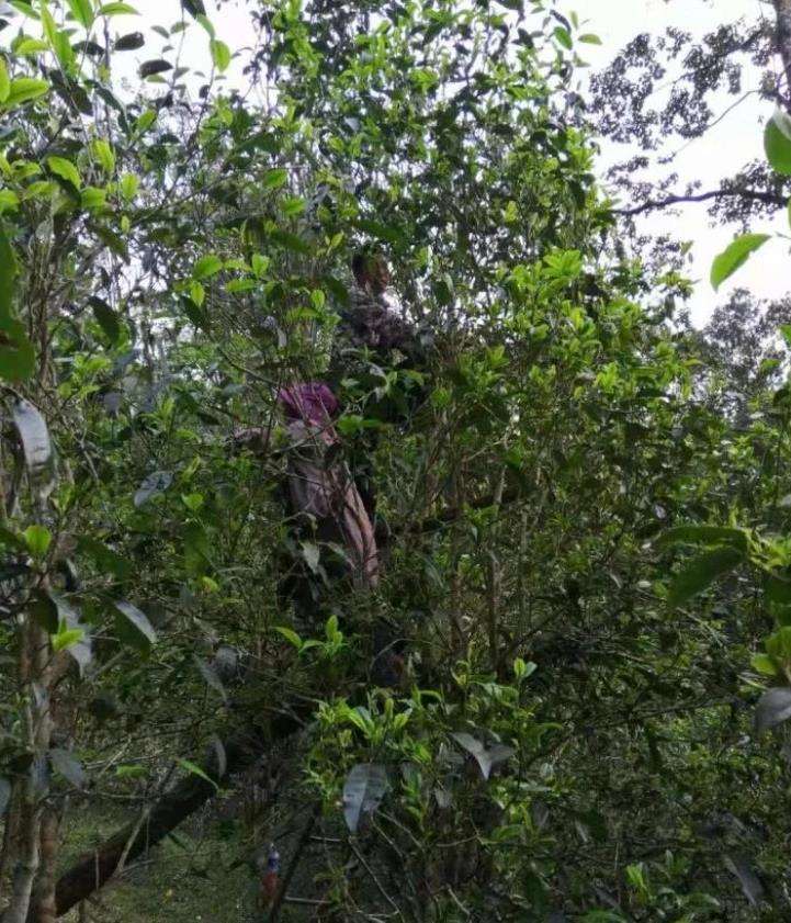 2022年一扇磨古樹春茶特點？