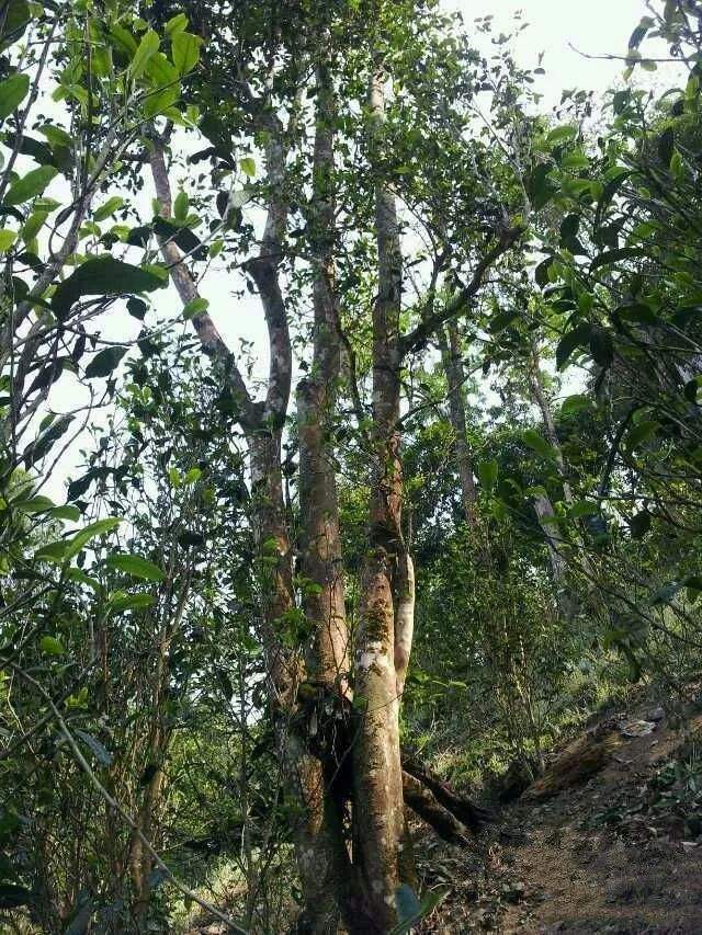 2022年一扇磨古樹春茶口感？