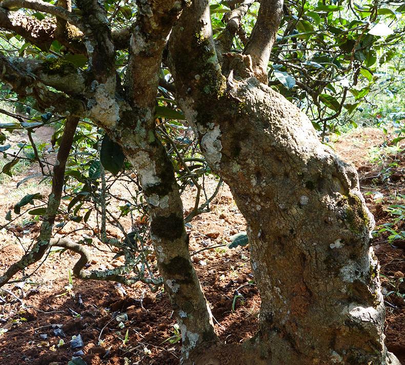 2022年一扇磨山林之息，雨林之味，原始之態(tài)