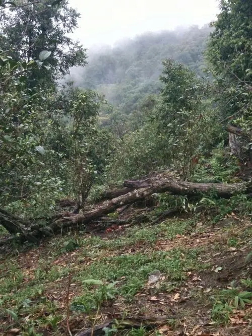 2022年一扇磨古樹春茶價格？