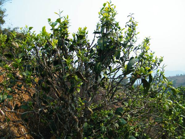 2022年香椿林古樹春茶價格？