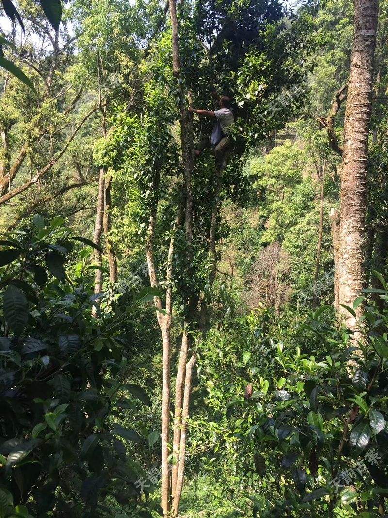 2022年天門山古樹春茶口感？