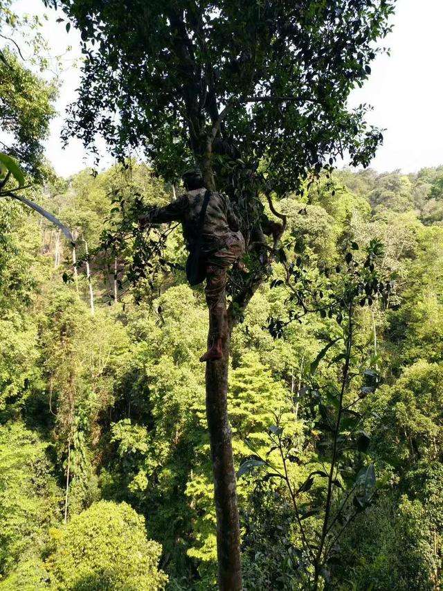 2022年天門(mén)山古樹(shù)春茶價(jià)格？
