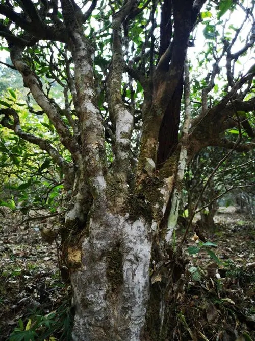 2022年高山寨古樹春茶價(jià)格？