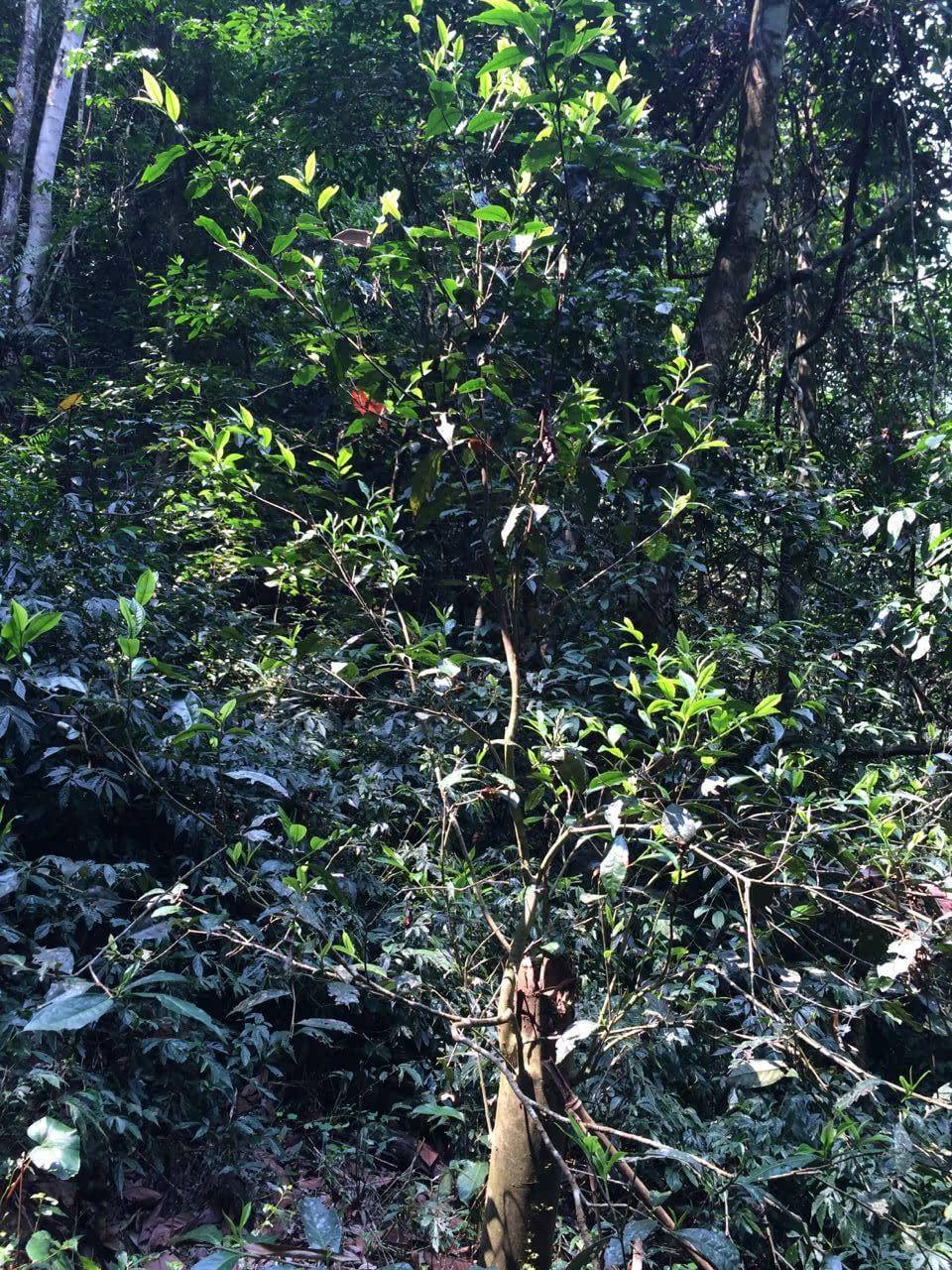 2022年高山寨古樹春茶多少錢一公斤？