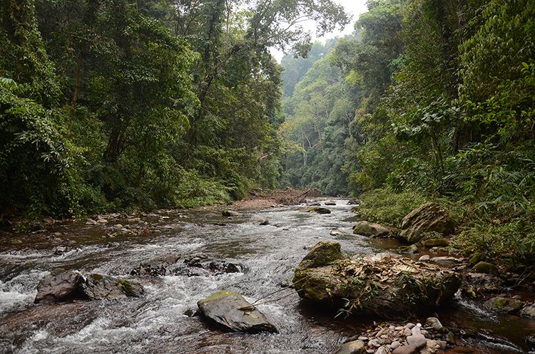 2022年銅箐河古樹春茶特點(diǎn)？