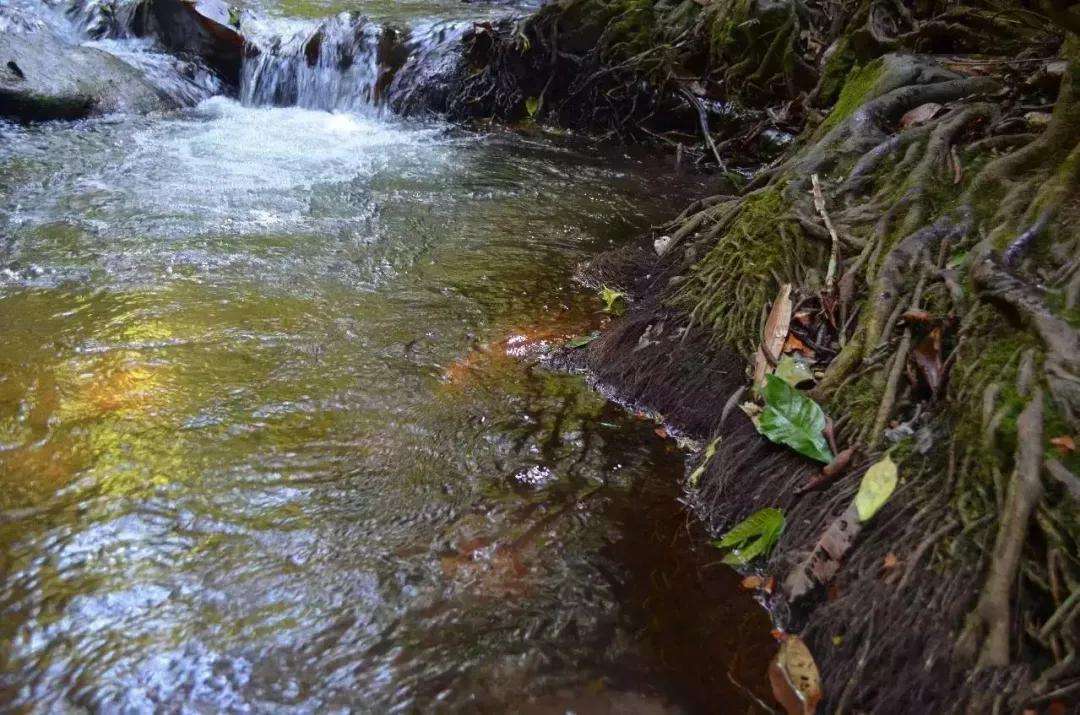 2022年銅箐河古樹春茶口感？