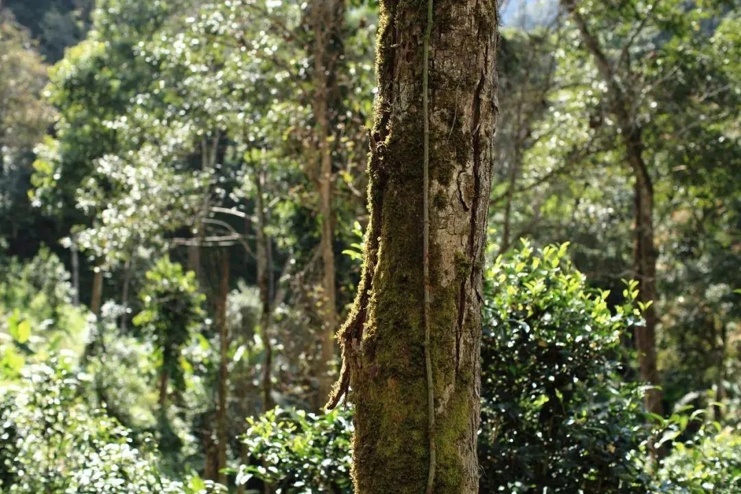 2022年百花潭古樹(shù)春茶口感？