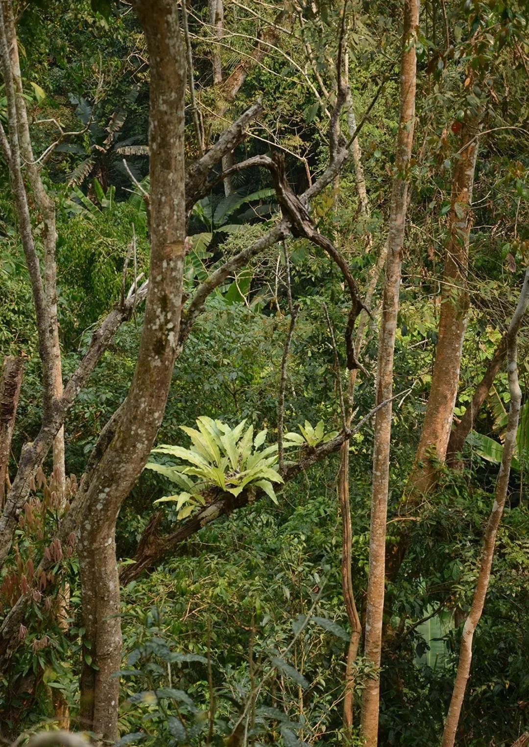 2022年百花潭古樹(shù)春茶多少錢一公斤？