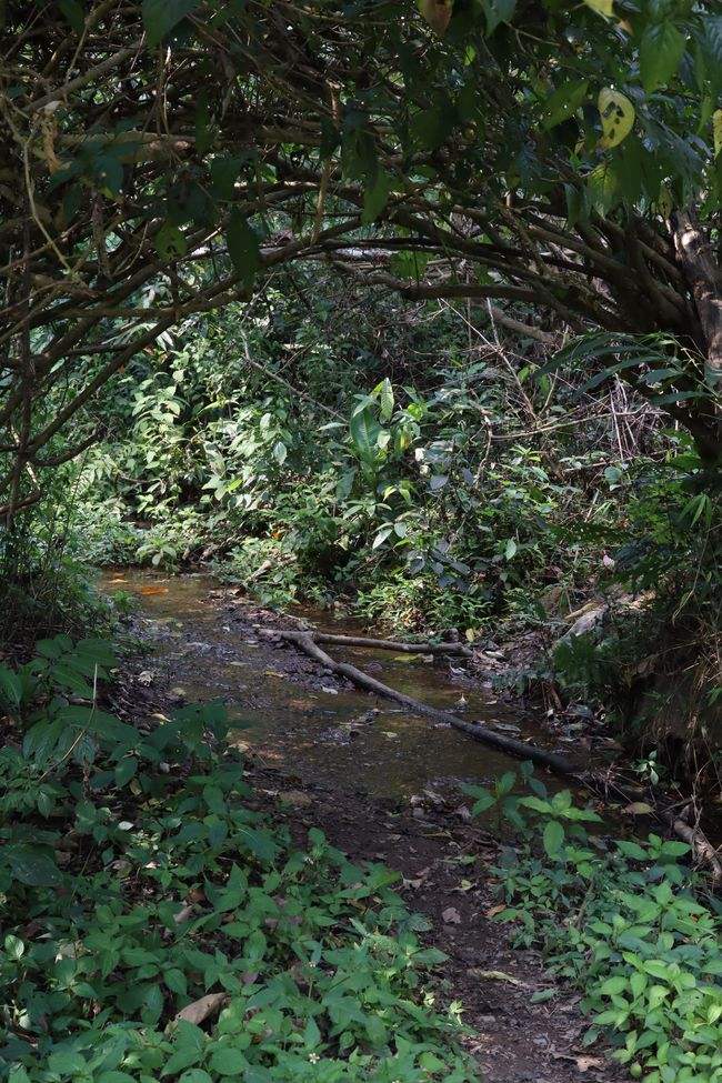 2022年蟒蛇箐古樹春茶特點？