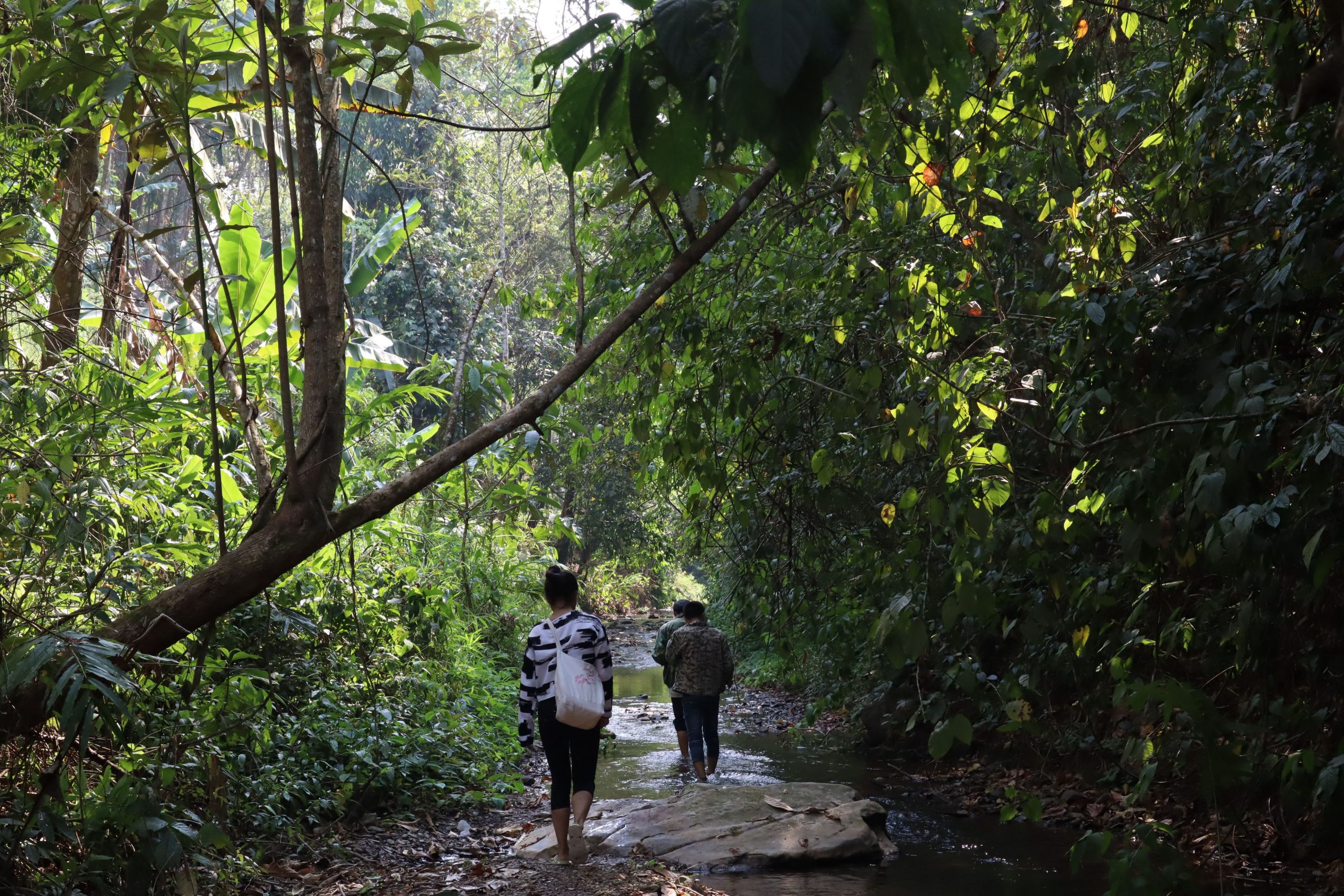 2022年蟒蛇箐古樹(shù)春茶口感？