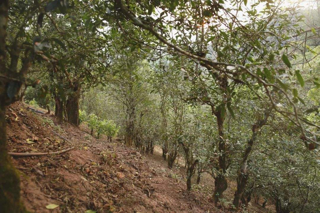 2022年倚邦曼拱古樹春茶口感？