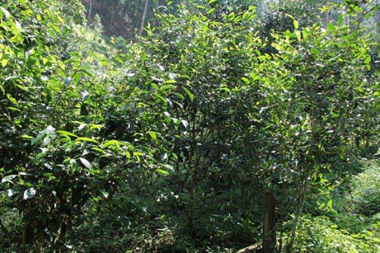 2022年倚邦曼拱古樹春茶價格？