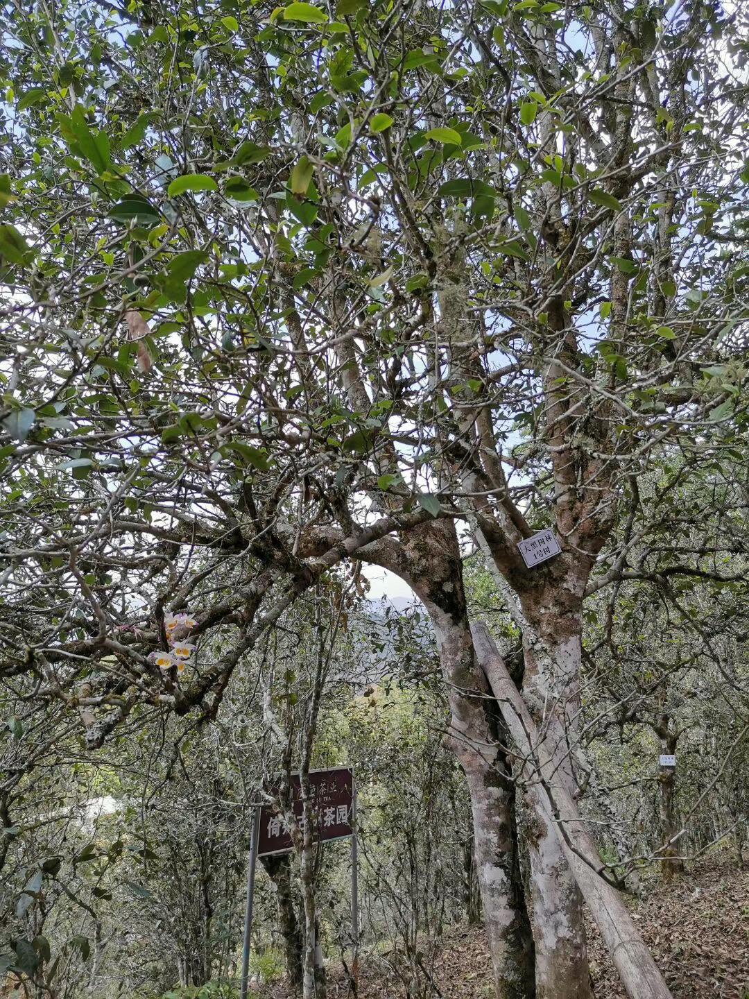 2022年大黑樹(shù)林古樹(shù)春茶特點(diǎn)？