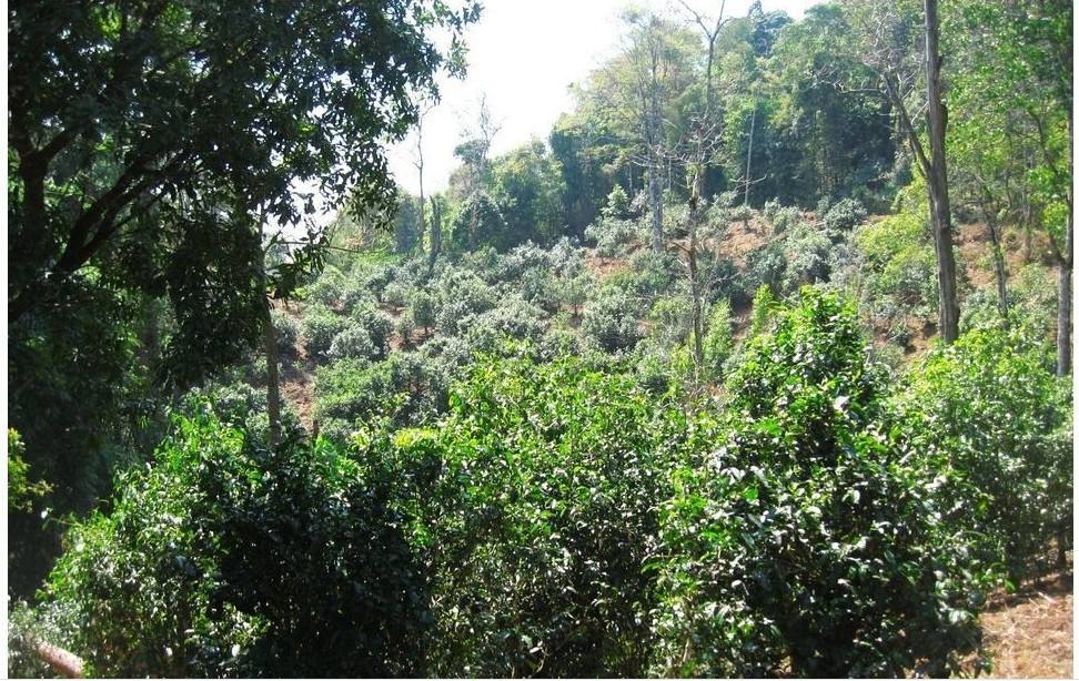 2022年大黑樹林古樹春茶口感？