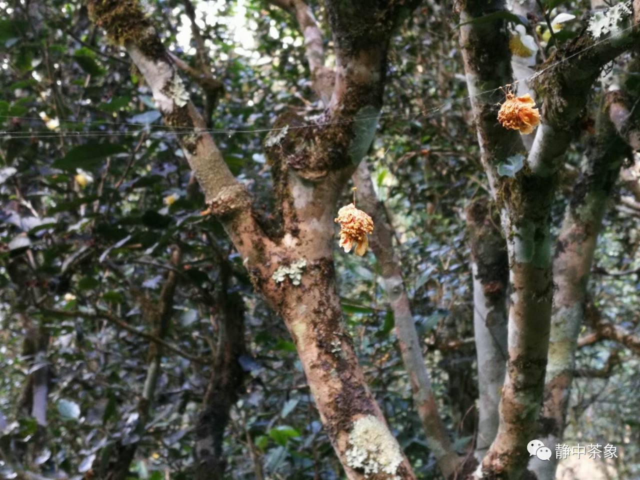 2022年大黑森林古樹春茶多少錢一公斤？