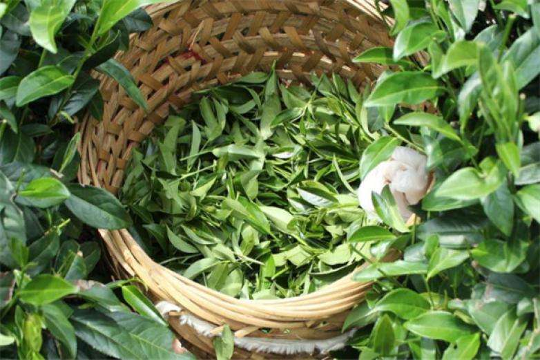 2022年曼松古樹春茶價(jià)格？