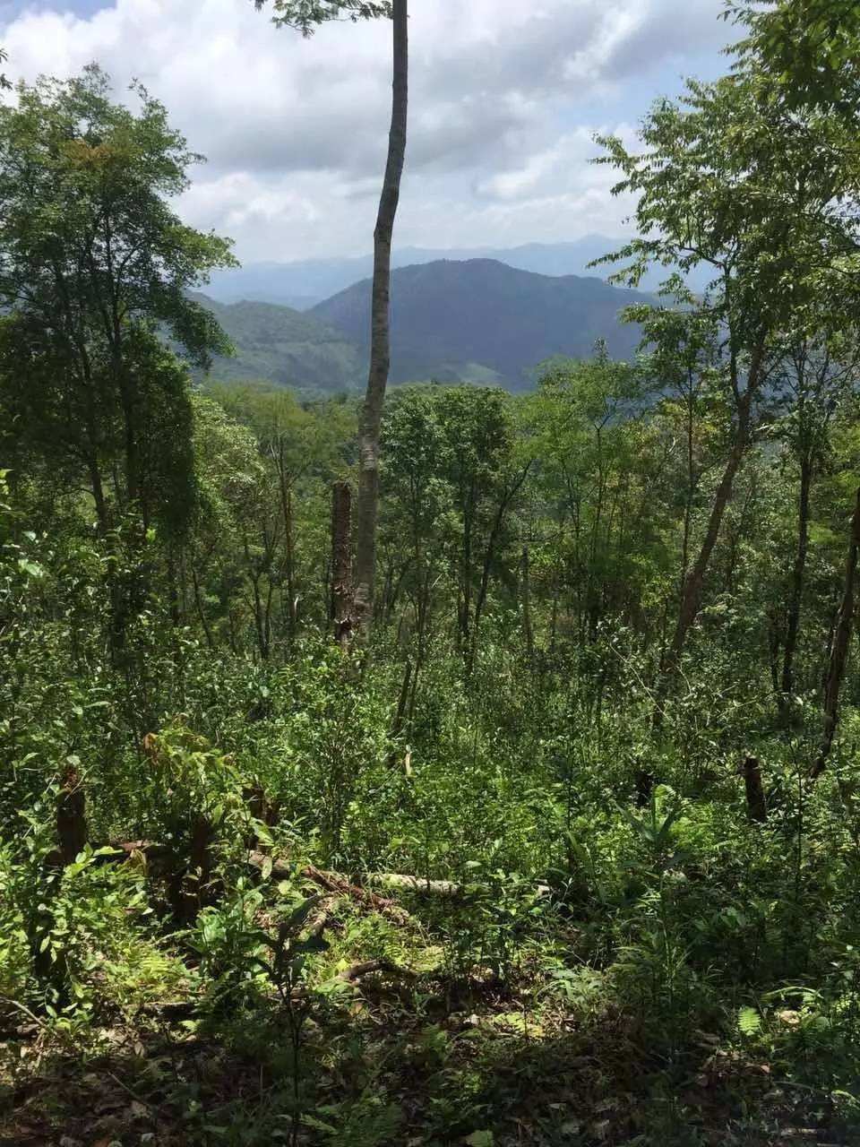 2022年一泡曼松古樹(shù)春茶？一飲帝王味……