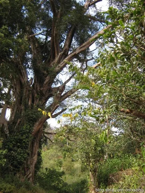 2022年蠻磚古樹春茶多少錢一公斤？