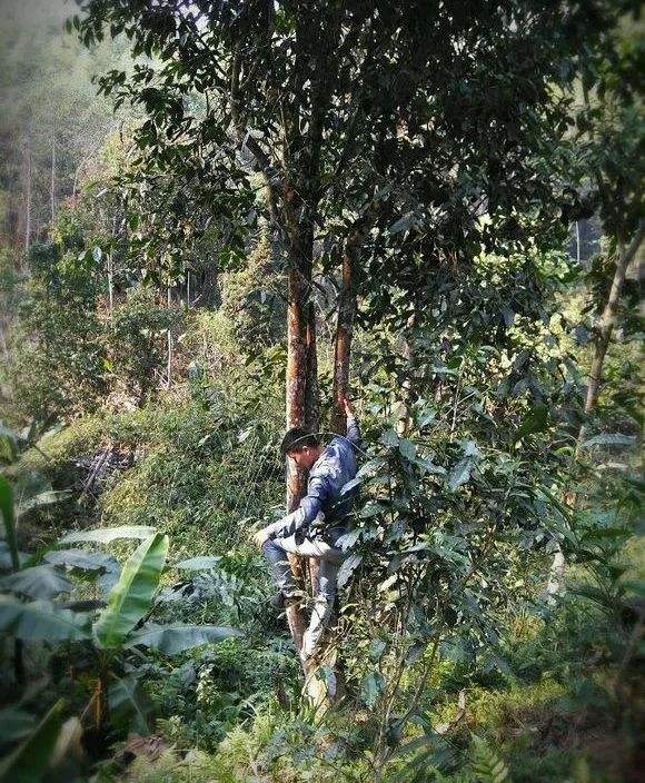 2022年桃子寨古樹春茶特點？