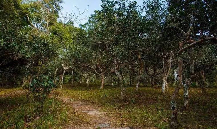 2022年桃子寨古樹(shù)春茶價(jià)格？