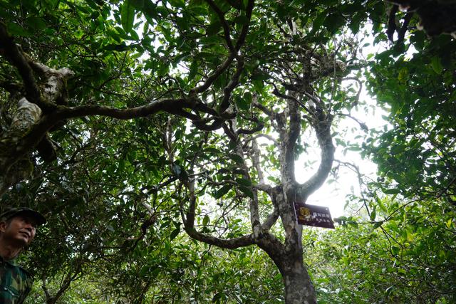 2022年桃子寨古樹春茶多少錢一公斤？