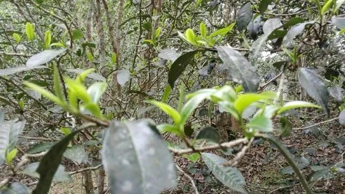 2022年蠻磚瓦龍古樹春茶口感！