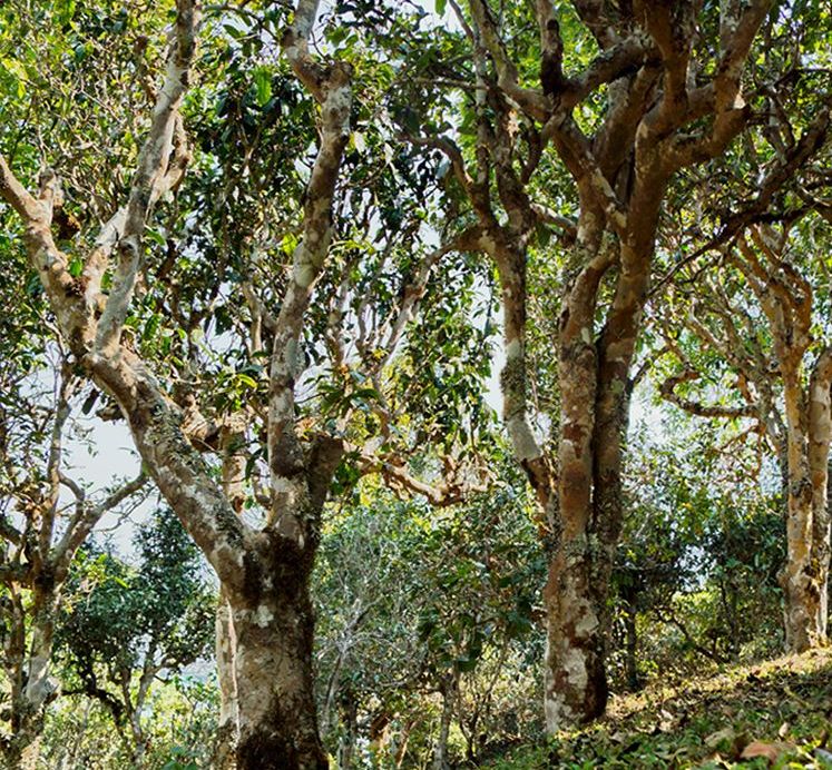 2022年蠻磚瓦龍古樹春茶價格？